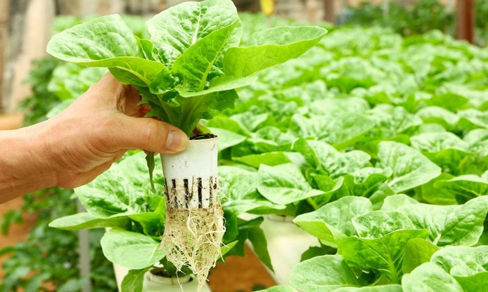 Why Root Trimming Works so Well in Hydroponics