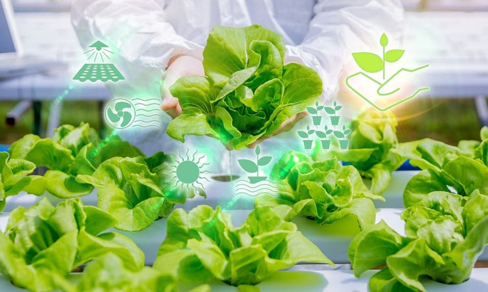 Hydroponic Nutrient Solution: What It Is & Why It’s Important