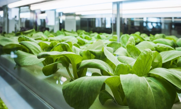 Guide To Sanitizing and Sterilizing Your Hydroponic System