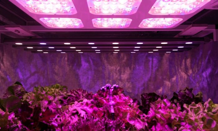 Reasons You Need a Grow Tent for Your Indoor Garden