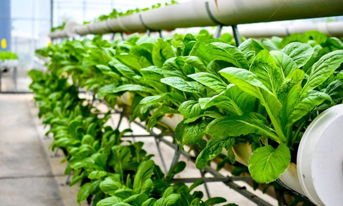 How To Choose the Right Hydroponics System