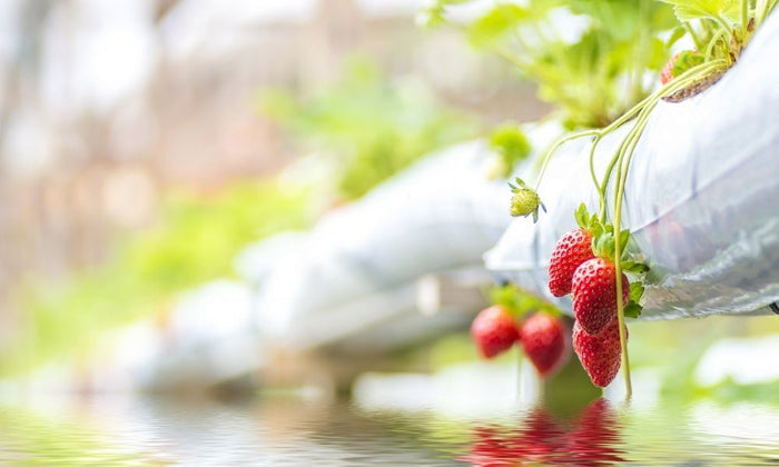 The Benefits of Hydroponic Farming and Gardening