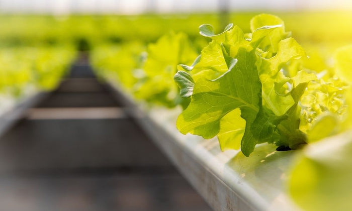 How To Treat and Control Indoor Garden Pests