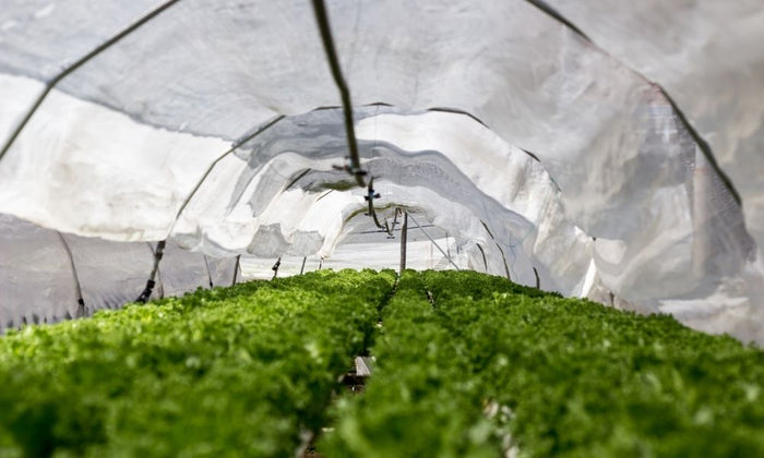 How To Choose the Right Grow Tent for Your Hydroponic Garden