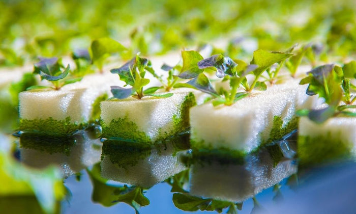 The Impact of Water Quality in Hydroponics