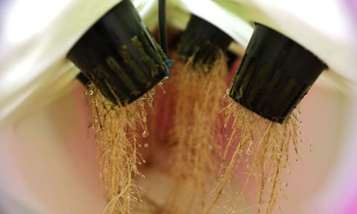 How To Promote Better Root Growth in Hydroponics