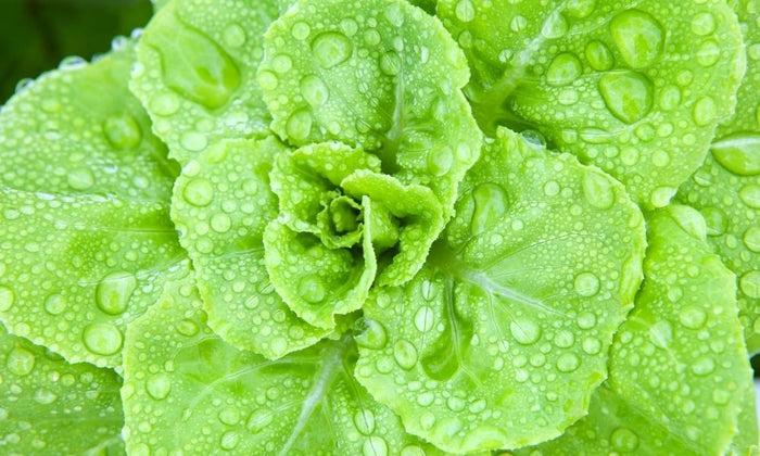 The Role Calcium and Magnesium Play in Indoor Gardening