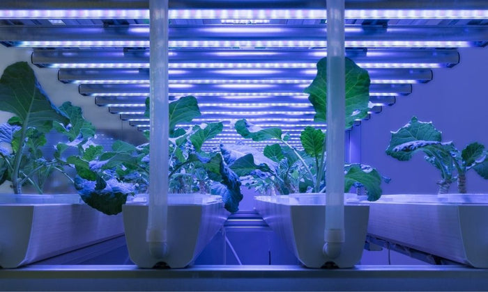 Reasons Lighting Is So Important in Hydroponics