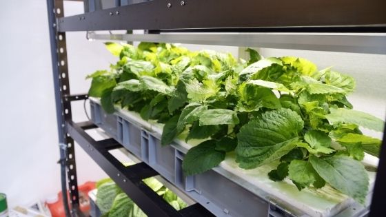 How To Perfect Climate Control in Your Grow Room