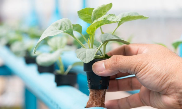 Common Hydroponic Gardening Mistakes Made by Beginners