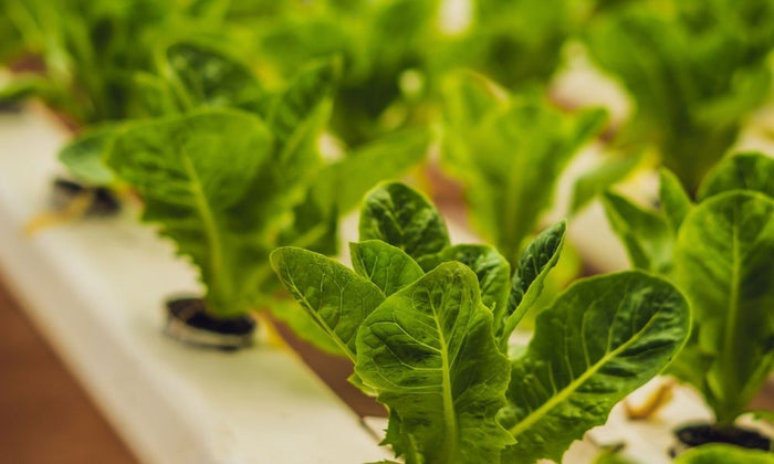 What Is Hydroponics? A Definitive Guide for Beginners
