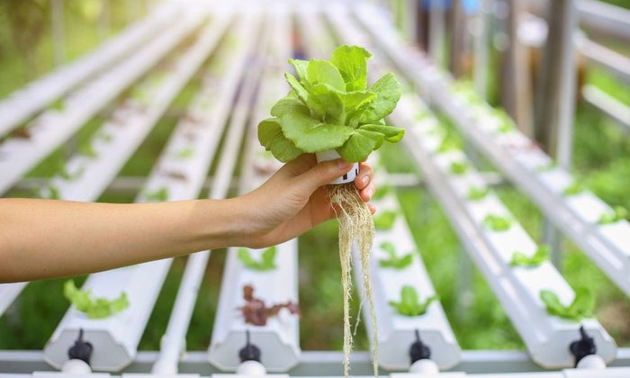 What Nutrients Are Needed for Hydroponics?