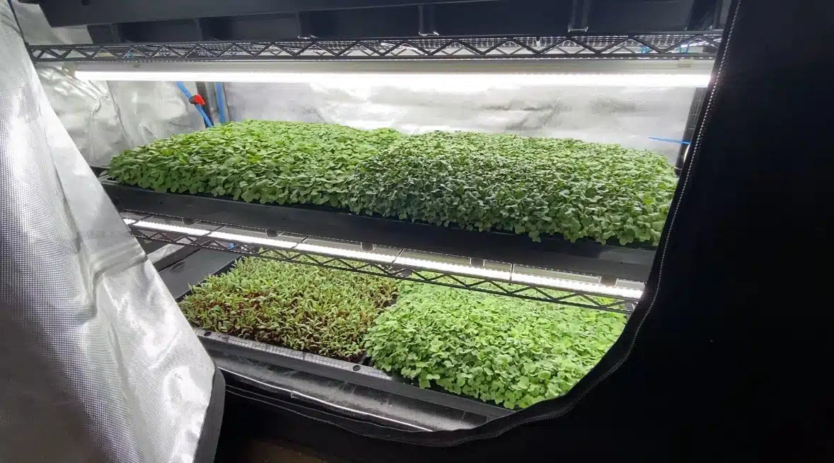 AutoPot Tray2Grow Microgreens Kit