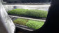 AutoPot Tray2Grow Microgreens Kit