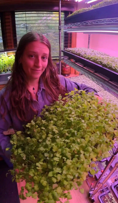 AutoPot Tray2Grow Microgreens Kit