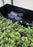 AutoPot Tray2Grow Microgreens Kit