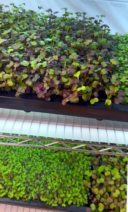 AutoPot Tray2Grow Microgreens Kit
