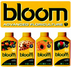 bloom yellow bottles
